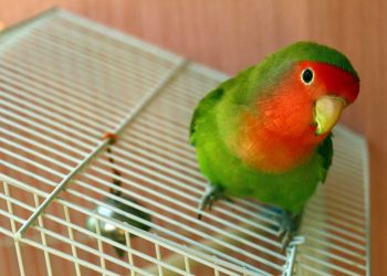 Evcil Kuşların Güvenliği İçin Alınacak Önlemler