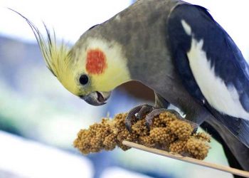 Evcil Kuşların Pelet Yemleri