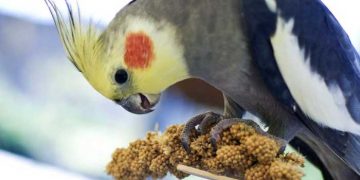 Evcil Kuşların Pelet Yemleri