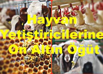 Hayvan Yetiştiricilerine On Altın Öğüt