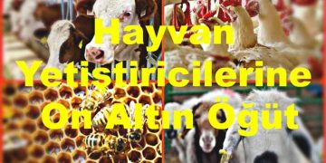 Hayvan Yetiştiricilerine On Altın Öğüt