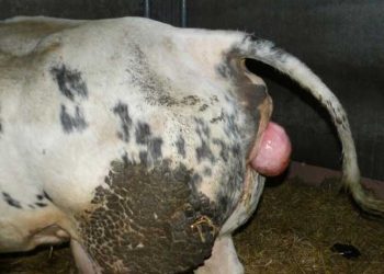 İçi Çıktı! (Prolapsus)