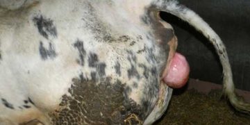 İçi Çıktı! (Prolapsus)