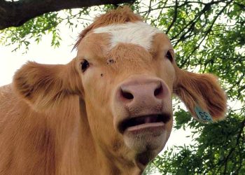 İneklerde Öksürük