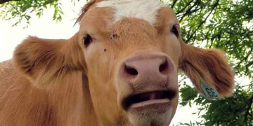 İneklerde Öksürük