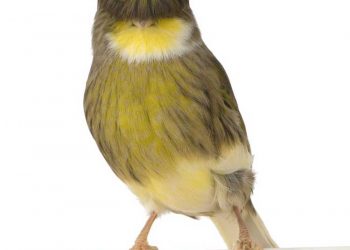 Kanaryalarda Tüy Kistleri