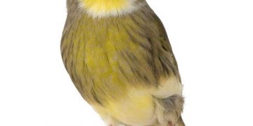 Kanaryalarda Tüy Kistleri