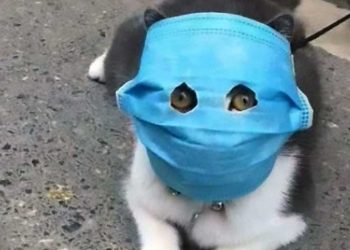 Kedilerde Koronavirus, Kedilerden İnsanlara Coronovirus Bulaşır mı?