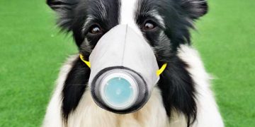 Köpeklerde Koronavirüs