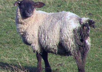 Kuzu ve Oğlaklarda ishal