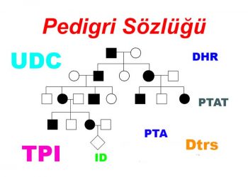 Pedigri Sözlüğü