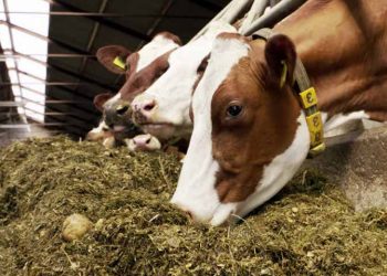 Rasyon Başka Yem Başka