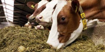 Rasyon Başka Yem Başka