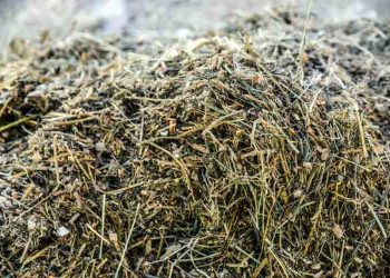 Rasyona Değil, İneğe Bak!