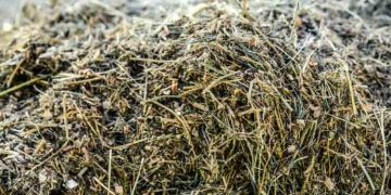 Rasyona Değil, İneğe Bak!