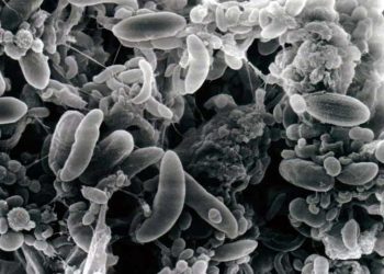 Rumen Bakterileri (İşkembedeki Yararlı Bakteri Türler)