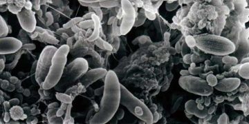 Rumen Bakterileri (İşkembedeki Yararlı Bakteri Türler)