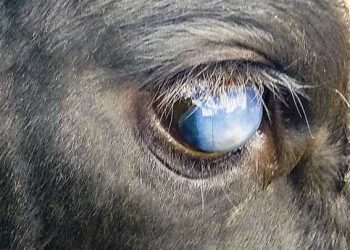 Sığırların Pembe Göz Hastalığı