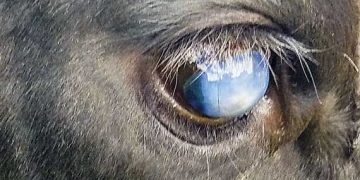 Sığırların Pembe Göz Hastalığı