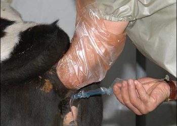 Suni Tohumlama Yaptırılması Desteklenmelidir