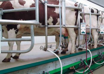 Süt Sığırcılığı ile Uğraşanlar