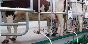 Süt Sığırcılığı ile Uğraşanlar