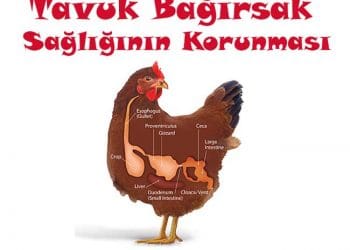 Tavuk Bağırsak Sağlığının Korunması