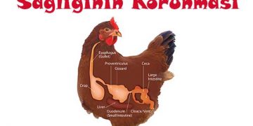 Tavuk Bağırsak Sağlığının Korunması