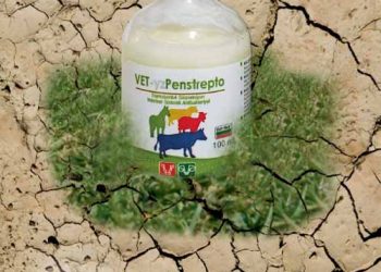 Vet-YzPenstrepto