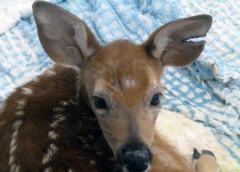 Yakalanma Miyopatisi Nedir?