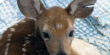 Yakalanma Miyopatisi Nedir?