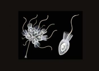 Yakalı Kamçılılar Nedir?