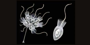 Yakalı Kamçılılar Nedir?