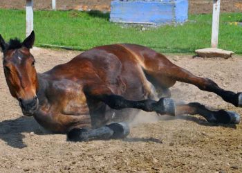 Yakın Doğu At Ensefalomiyelitis Nedir?