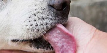 Yalama Hastalığı Nedir?