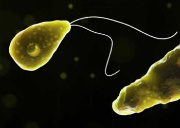 Yalancı Ayak Nedir?