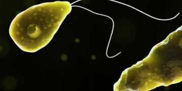 Yalancı Ayak Nedir?