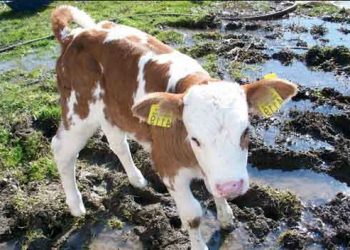 22 İlde Uygulanacak Suni Tohumlama Projesi