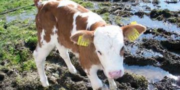 22 İlde Uygulanacak Suni Tohumlama Projesi