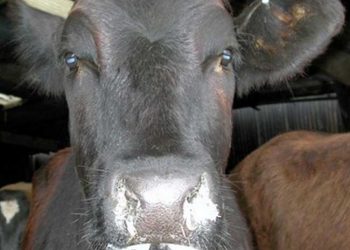 Besi Danalarında Pasteurella Pnömonisi