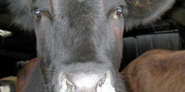 Besi Danalarında Pasteurella Pnömonisi