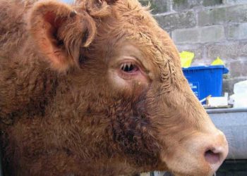 Bovine Herpes Virus Tip-1 (Enfeksiyöz Bovine Rhinotracheitis-IBR)