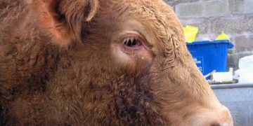 Bovine Herpes Virus Tip-1 (Enfeksiyöz Bovine Rhinotracheitis-IBR)