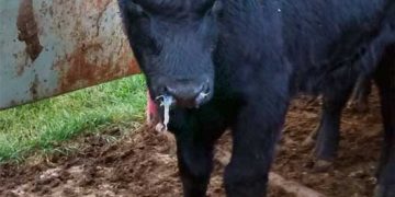 BRD ve Bovine Adenovirus, Rhinovirus, Coronavirus, Enterovirus