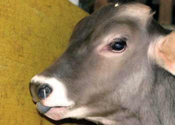 BRD ve Bovine Respiratory Syncitial Virus (BRSV)