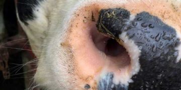 BRD ve Parainfluenza