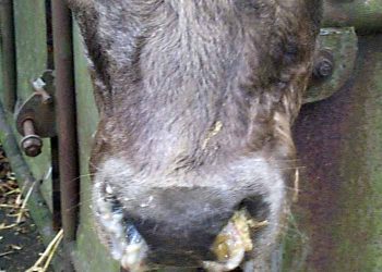 BRD ve Pasteurellozis