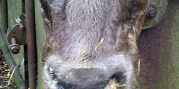 BRD ve Pasteurellozis