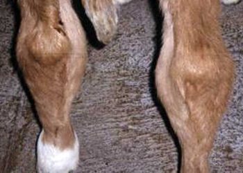 Buzağılarda Doğmasal Eklem Bozuklukları