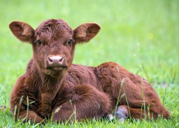 Buzağının ilk 2 ayı